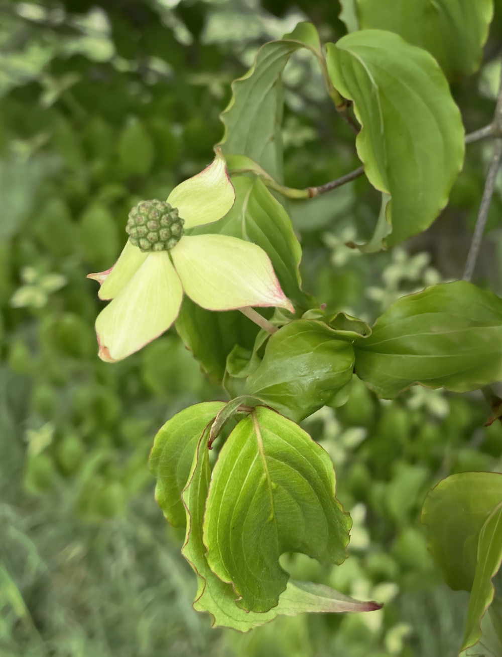 Flowering Dogwood